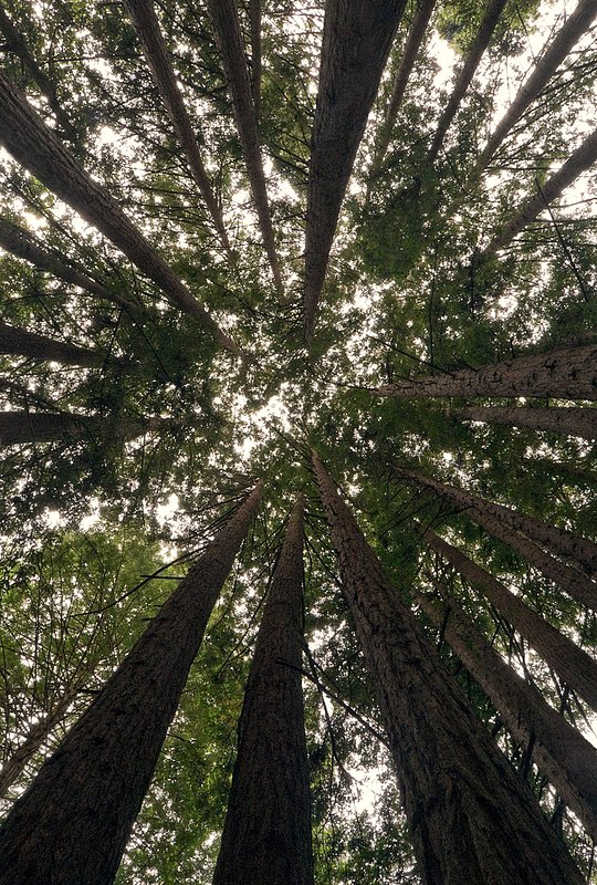 Pollak Grove.jpg :: A magnificent circular stand of coastal redwoods at Paulina June & George Pollak Grove, Limekiln State Park south of Big Sur, California ... and yes, I was flat on my back!!!