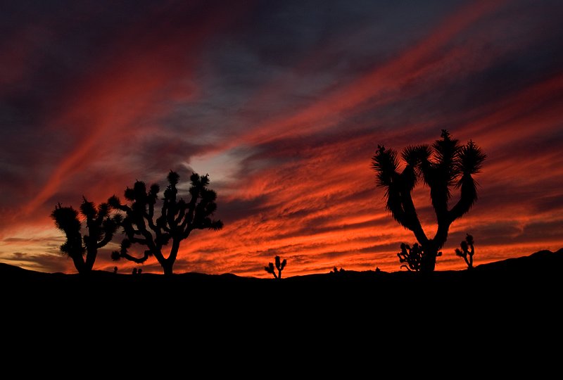 Sunset at Lost Horse Valley.jpg :: Sunset at Lost Horse Valley, Joshua Tree National Park, California