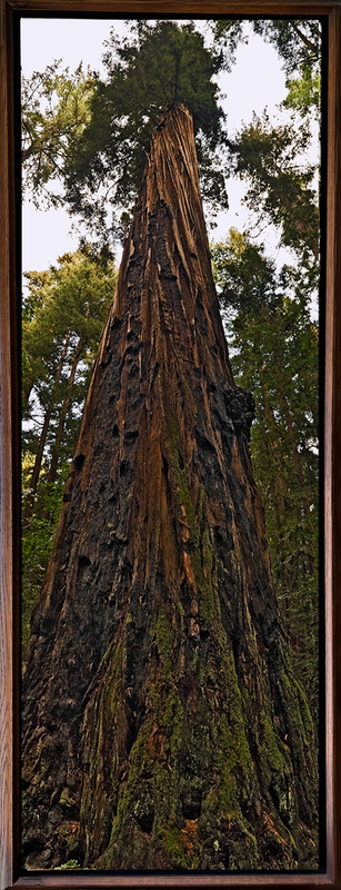A Thousand Years of Tales to Tell - Framed.jpg :: An ancient coastal redwood in Henry Cowell Redwoods State Park, Felton, California stands witness to eons of history.
