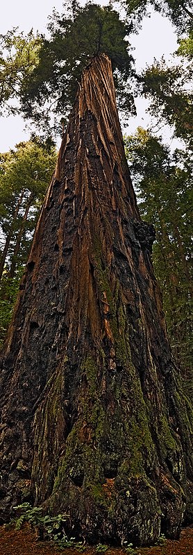 A Thousand Years of Tales to Tell.jpg :: An ancient coastal redwood in Henry Cowell Redwoods State Park, Felton, California stands witness to eons of history.