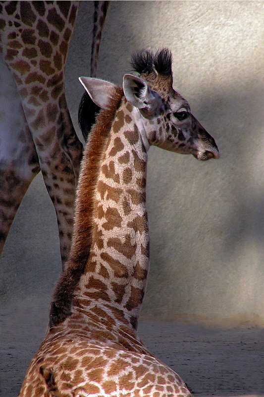 Aspiring to Greater Heights.jpg :: The stately elegance of a baby giraffe at the San Diego Zoo