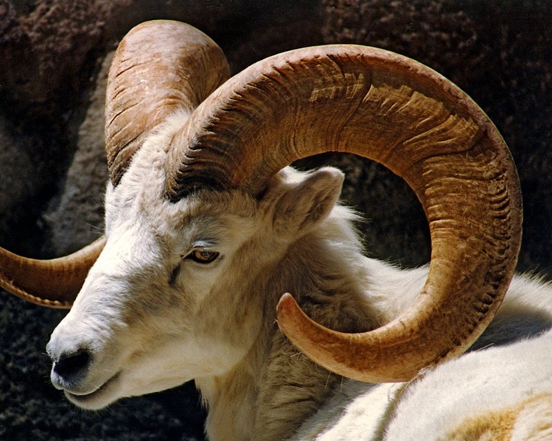 Bighorn Portrait.jpg :: Prizewinning portrait of a Bighorn Sheep at the San Diego Zoo photography contest