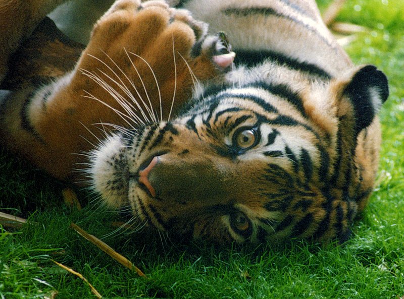 Break Time.jpg :: Early morning break time for a Malayan Tiger at the San Diego Zoo