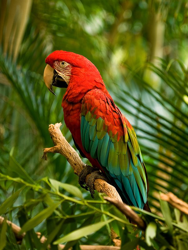 Colors of the Rainbow.jpg :: Portrait of a Scarlet Macaw at the San Diego Wild Animal Park