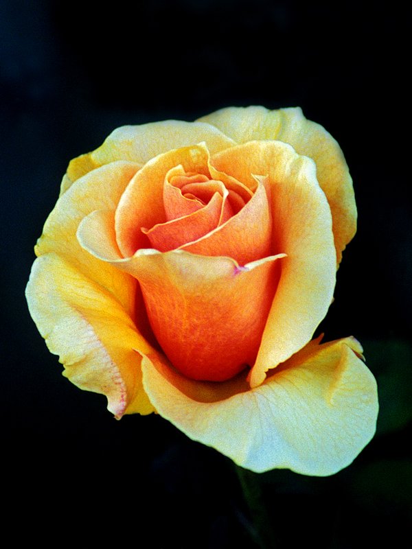 Early Morning Rose.jpg :: Rose from a trek all the way to the wilds of a friend's front yard in Long Beach ...