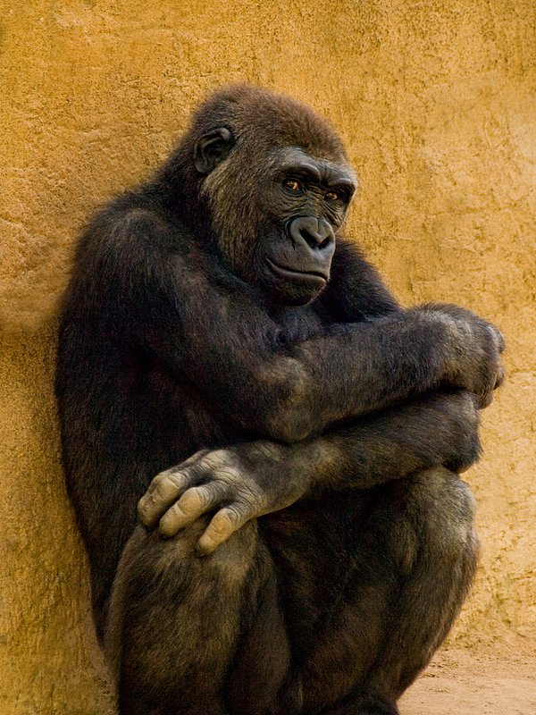 Endangered - Listen With Your Heart.jpg :: Listen with your heart to the silent plea of an endangered Western Lowland Gorilla, San Diego Zoo Safari Park