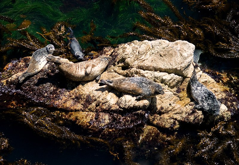 Harbor Seals at Point Lobos.jpg :: Harbor Seals bask in the afternoon sunshine at Point Lobos State Reserve, Carmel, California
