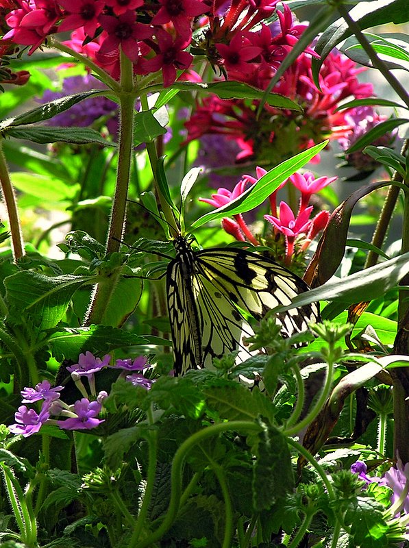 Hidden World.jpg :: Butterfly at the San Diego Zoo Safari Park
