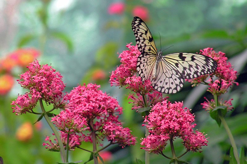 Lace.jpg :: Paper Kite Butterfly at the San Diego Zoo Safari Park
