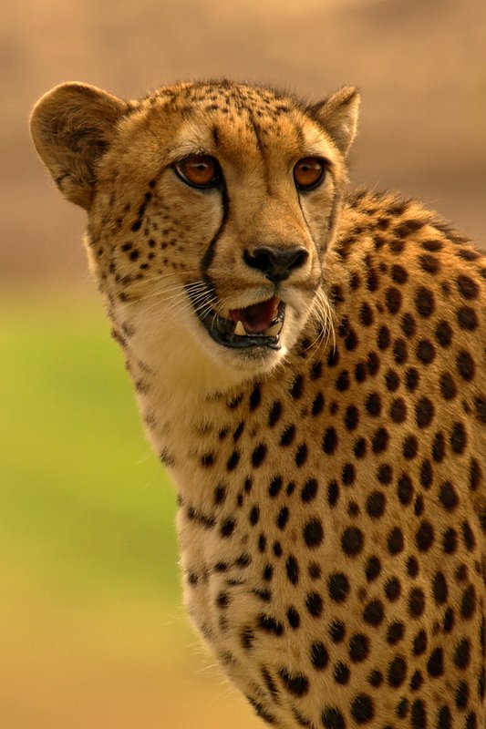 Look Back.jpg :: Always cautious, a South African Cheetah checks what's behind her.