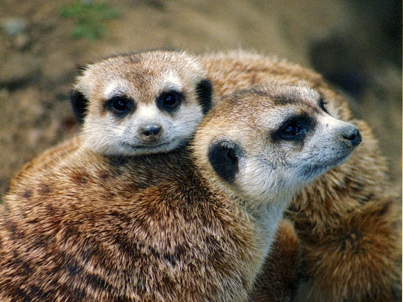 Meerkat Pair.jpg :: Just a pair of lovable Meerkats at the San Diego Zoo
