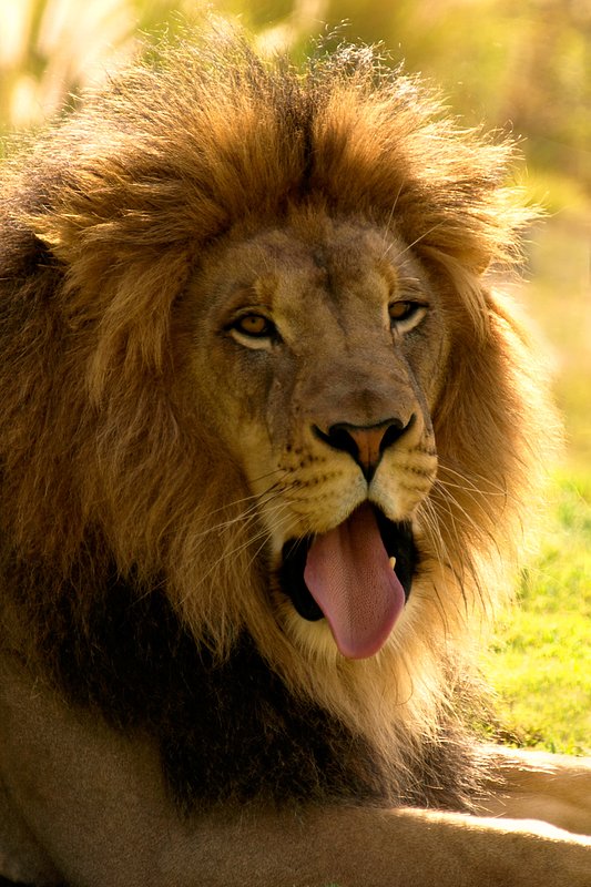 Morning Yawn.jpg :: An African Lion looks a bit undignified with his morning yawn.
