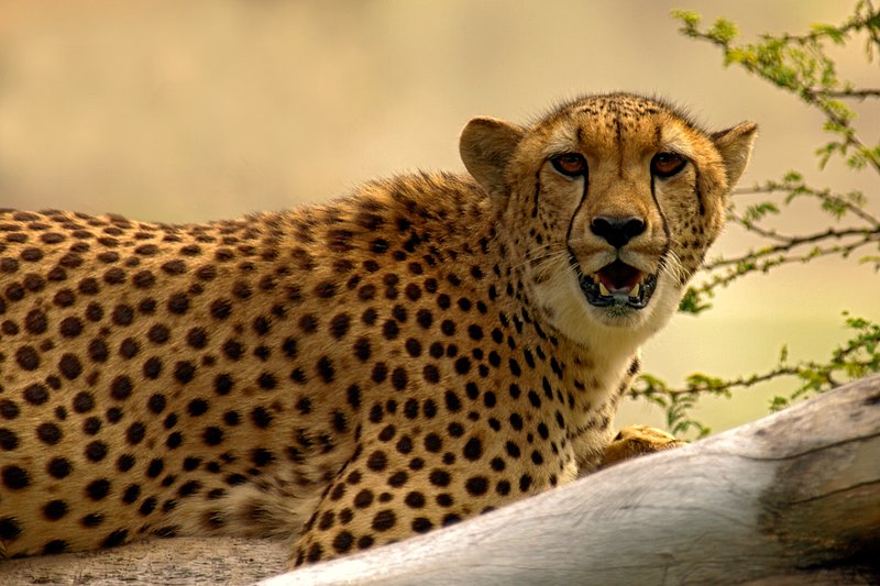 Not in My Tree.jpg :: A South African Cheetah jealously guards her tree against all comers
