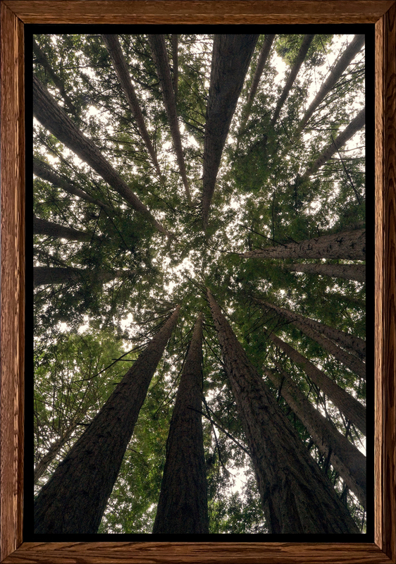 Pollak Grove at Limekiln - Framed.jpg :: A magnificent circular stand of coastal redwoods at Paulina June & George Pollak Grove, Limekiln State Park south of Big Sur, California ... and yes, I was flat on my back!!!