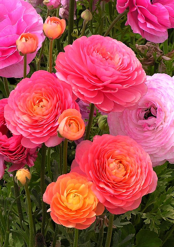 Ranunculus Bouquet.jpg :: Giant Tecolote Ranunculus at the Flower Fields, Carlsbad, California.