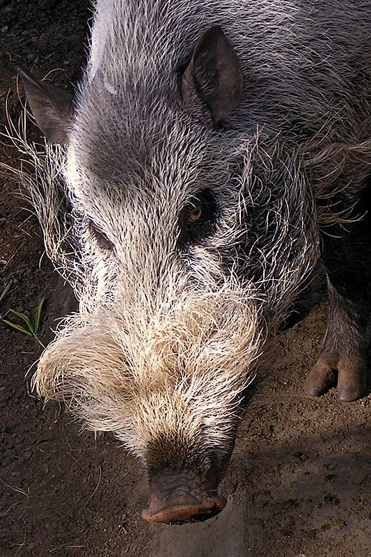 The Bearded Pig.jpg :: Portrait of a Bearded Pig at the San Diego Zoo who really needs some serious grooming.