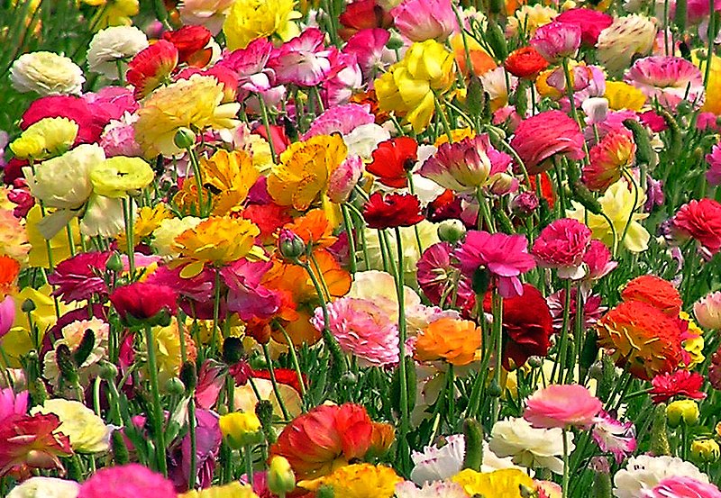 The Flower Fields.jpg :: Giant Tecolote Ranunculus at the Flower Fields, Carlsbad, California.