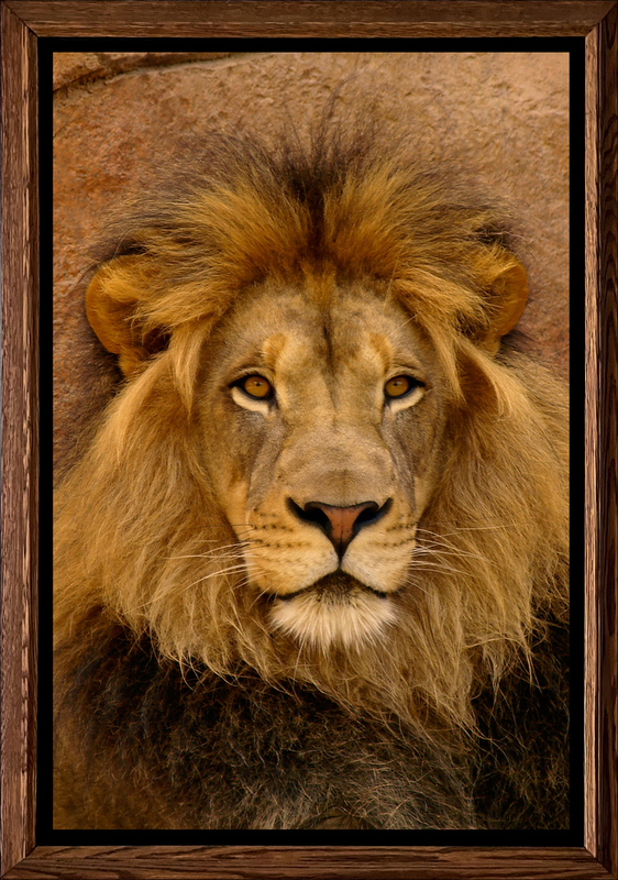 The King of Beasts - Framed.jpg :: His golden eyes intensely confirm that he is clearly the master of his kingdom.  One of my favorites from the Critter Portraits series.