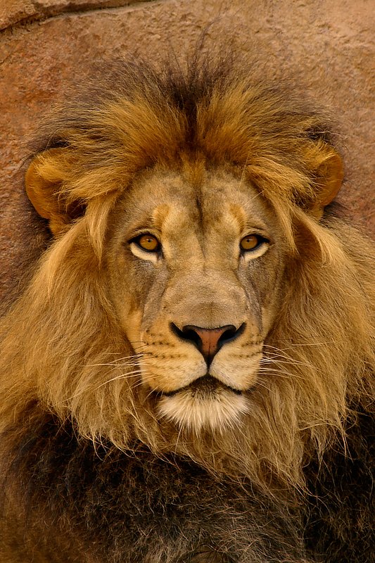 The King of Beasts.jpg :: His golden eyes intensely confirm that he is clearly the master of his kingdom.  One of my favorites from the Critter Portraits series.