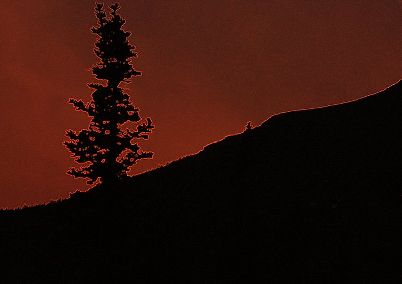 0668 one lone tree.jpg