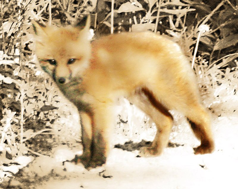 0899 coyote puppy.jpg