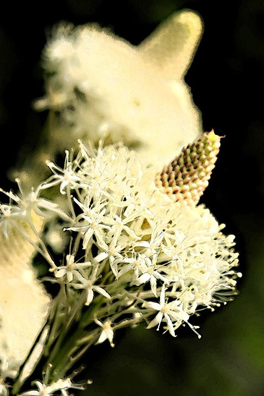 0968 Bear grass.jpg