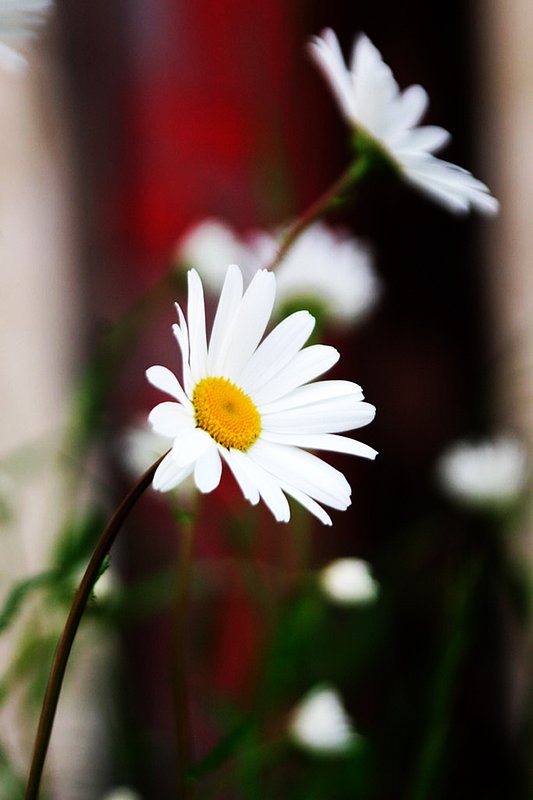 0995 Waterton Daisies.jpg