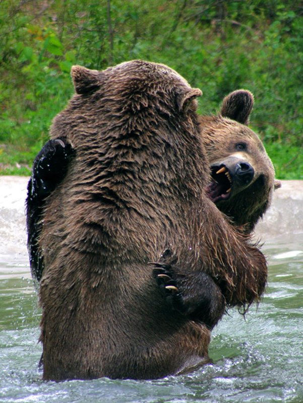 1322 Grizzlies wrestling.jpg