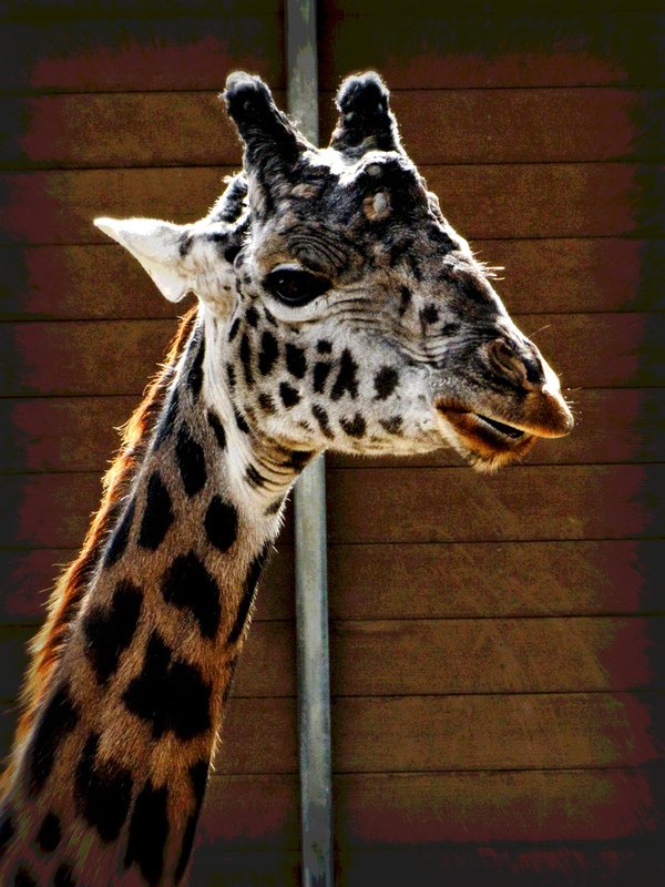 3577 Kypto giraffe.jpg ::                                