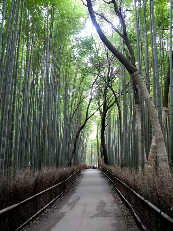 Bamboo Forrest Kyoto Japan 2011.jpg ::                                