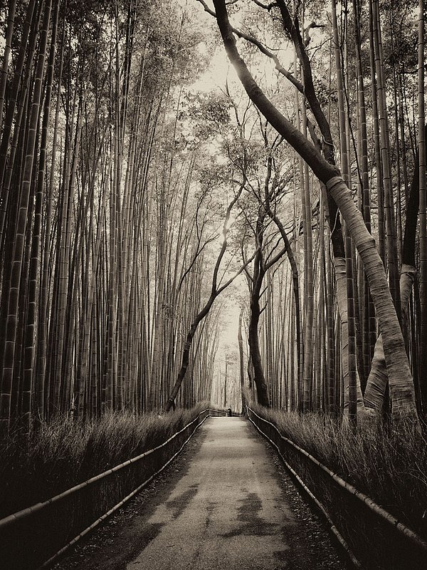 Bamboo-Forrest-0882-sepia1.jpg
