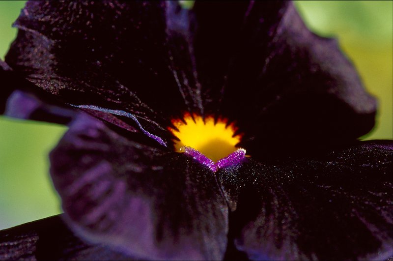 Black Velvet Pansy.jpg