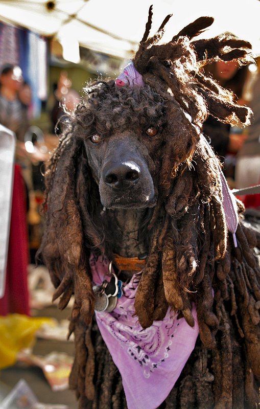 Dread Lock Doggie.jpg