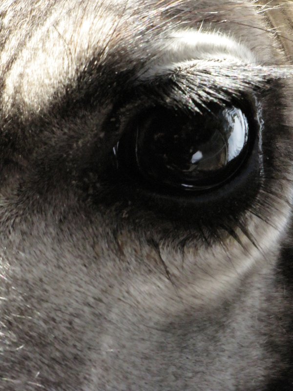 Giraffe Eye 3588.jpg ::                                