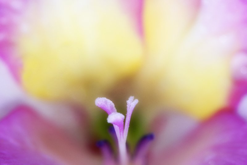 Gladiola Center.jpg