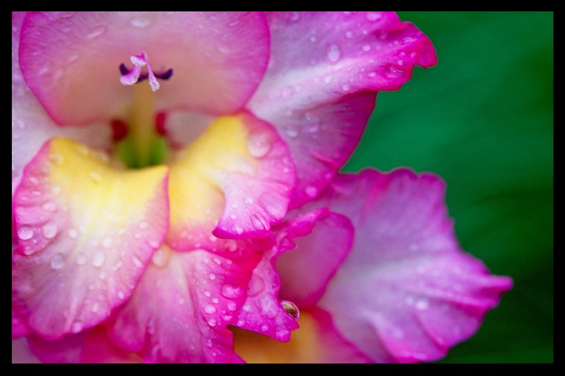 Gladiola after rain.jpg