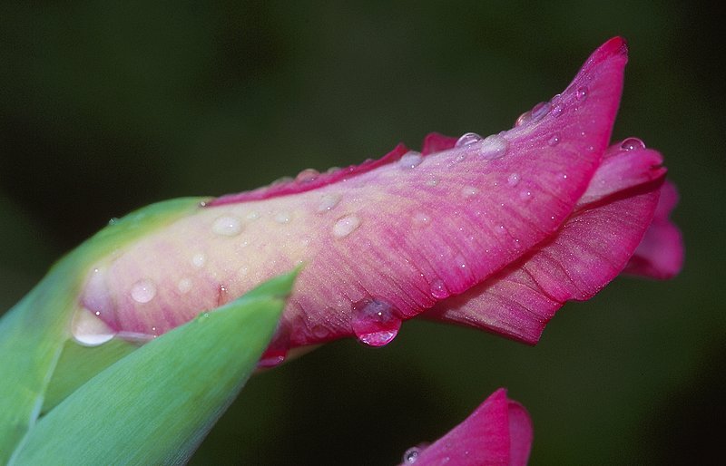 Gladiola bud after rain.jpg