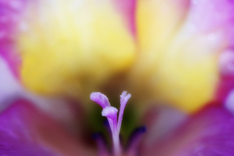 Gladiola stamen.jpg