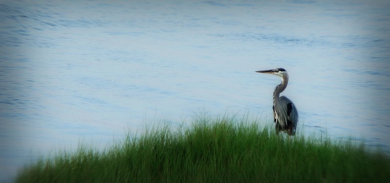 Heron in OC.jpg