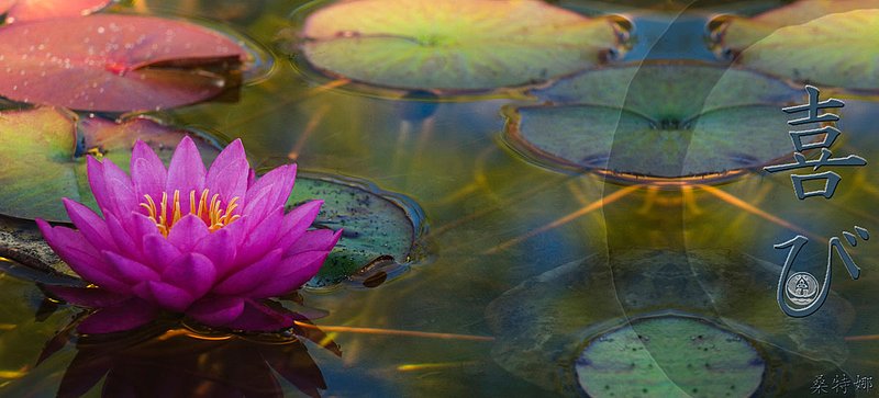 Joy-and-Hope-Lotus-picture-collage.jpg