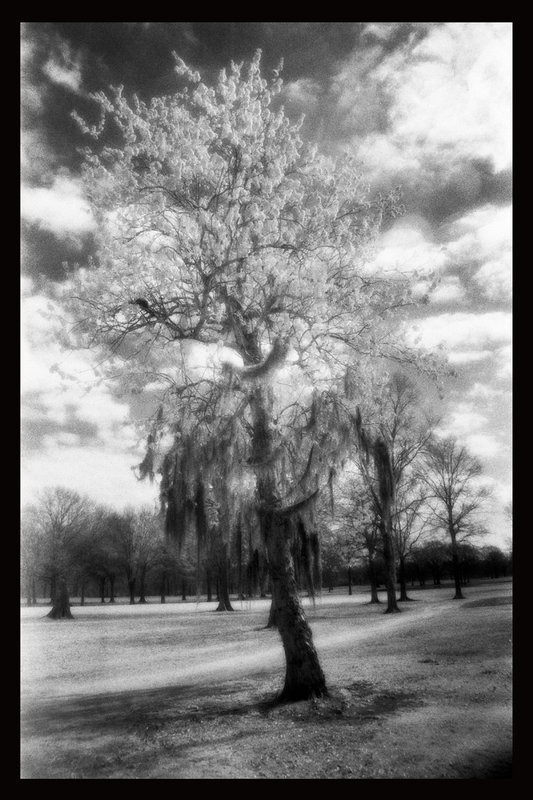 New Orleans Tree in Infared.jpg