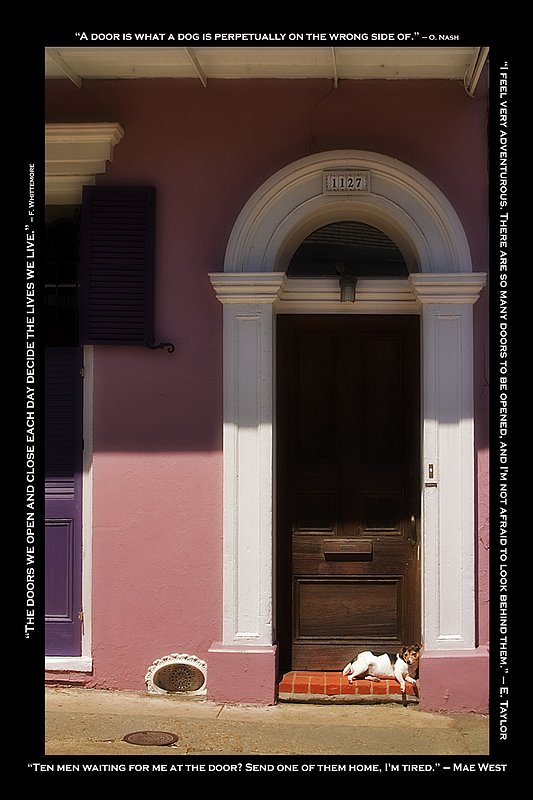 New Orleans dog.jpg