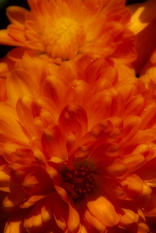 Orange Mums.jpg