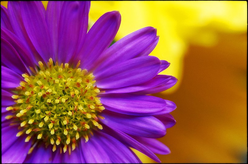 Purple Daisy.jpg