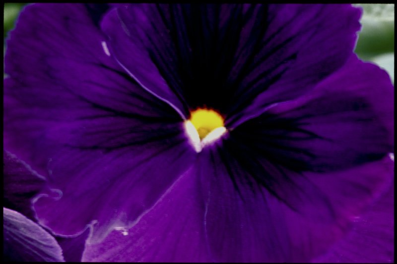 Purple Violet Abstract.jpg
