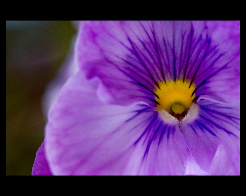 Purple violet.jpg