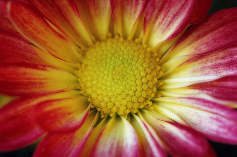 Red and Yellow Brillance.jpg