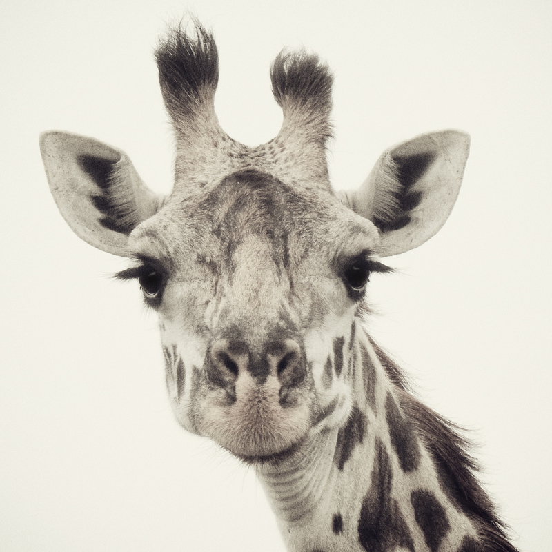 Sepia Giraffe 4292v2(1).jpg