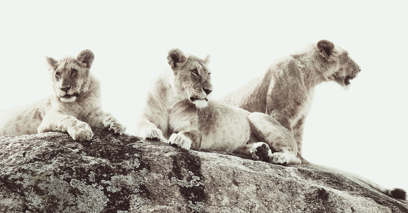 The Pride in Sepia 4542v2.jpg
