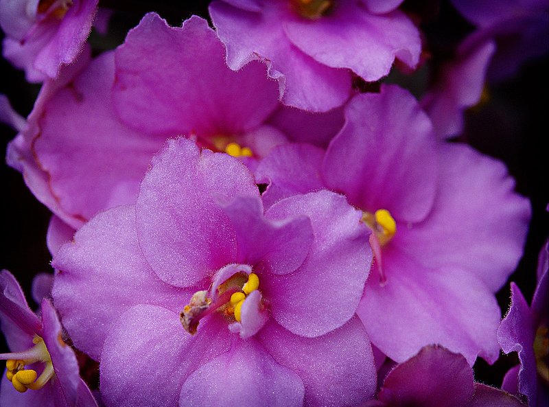 Tiny pink flowers.jpg